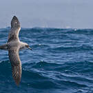 Puffin gris