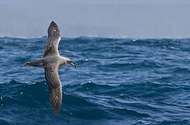 Grey Petrel