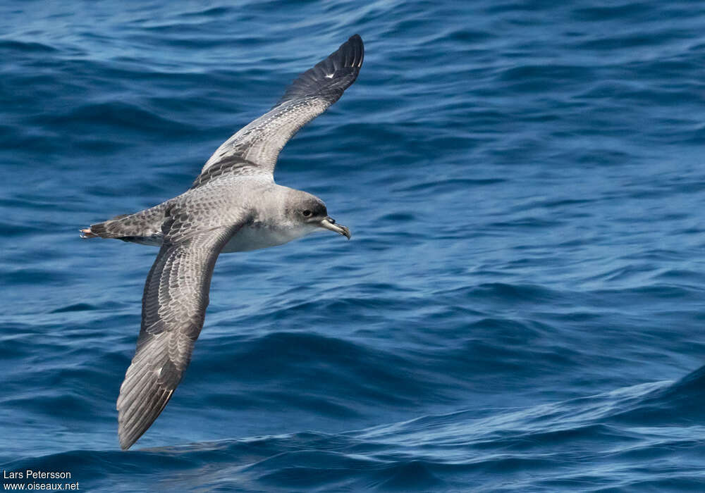 Grey Petrel, identification