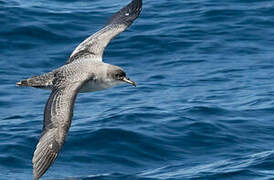 Grey Petrel