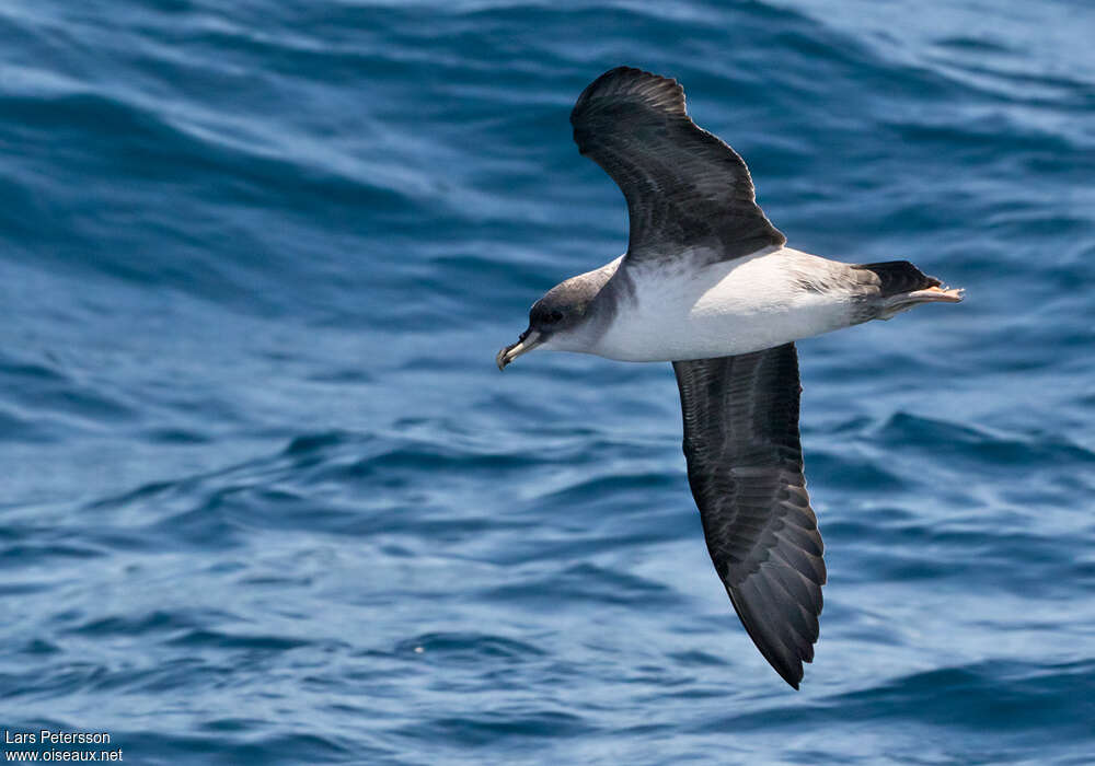 Grey Petrel, identification