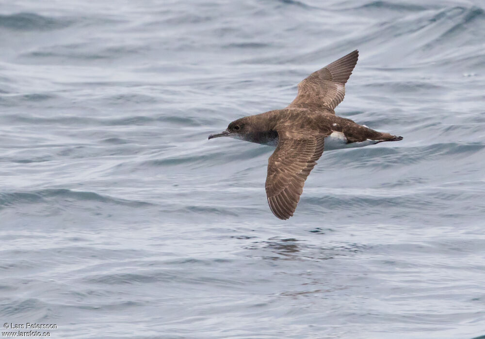 Fluttering Shearwater