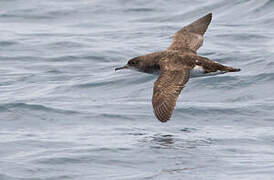 Fluttering Shearwater