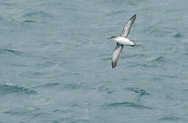 Fluttering Shearwater