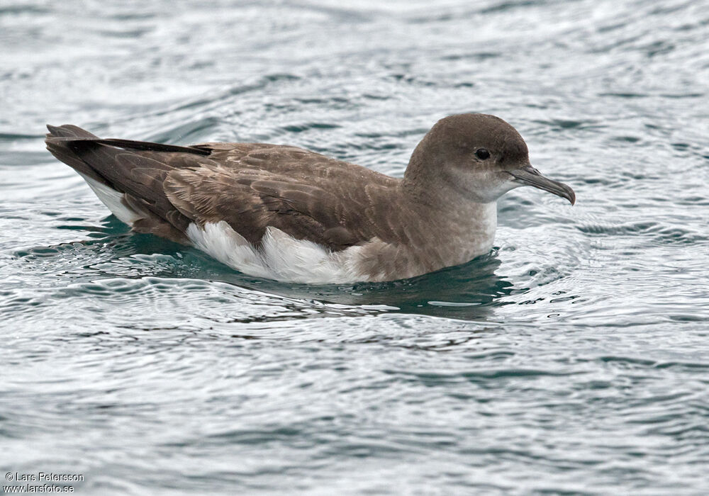 Fluttering Shearwateradult, identification