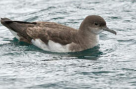 Fluttering Shearwater