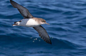 Fluttering Shearwater