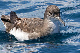 Fluttering Shearwater