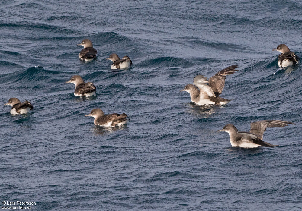 Fluttering Shearwater