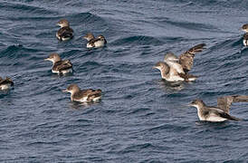 Fluttering Shearwater