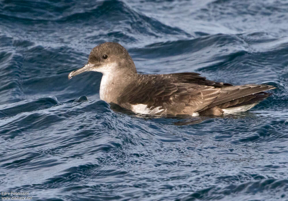 Puffin volageadulte, identification