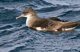 Fluttering Shearwater