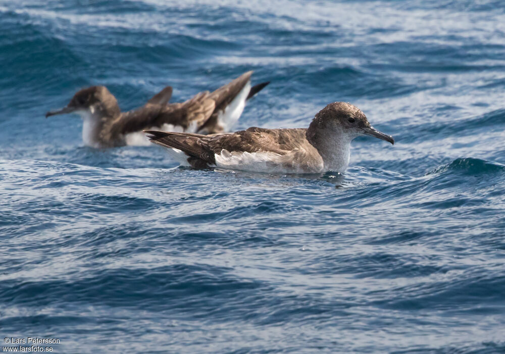 Fluttering Shearwater