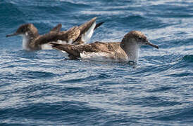 Fluttering Shearwater