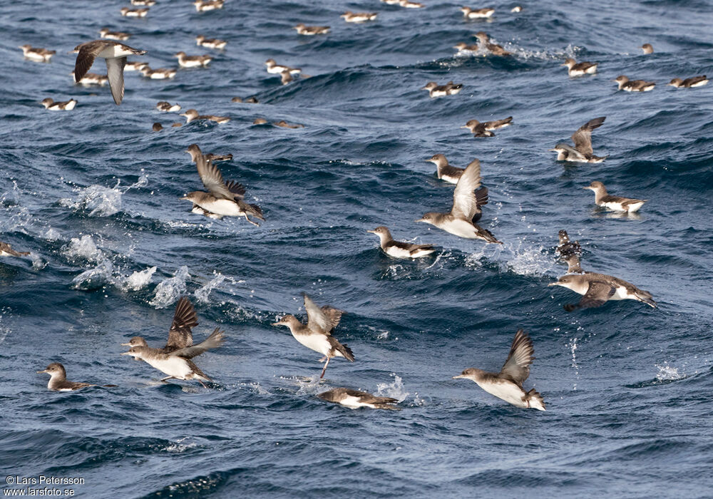 Fluttering Shearwater