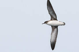 Fluttering Shearwater