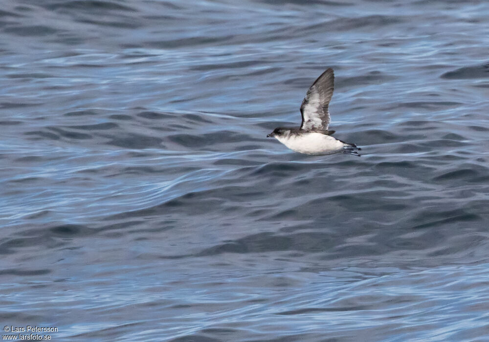 South Georgia Diving Petrel