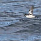 Puffinure de Géorgie du Sud