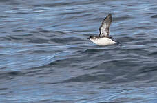 Puffinure de Géorgie du Sud