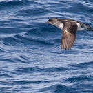 Puffinure plongeur