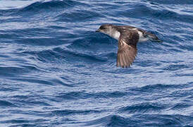 Common Diving Petrel