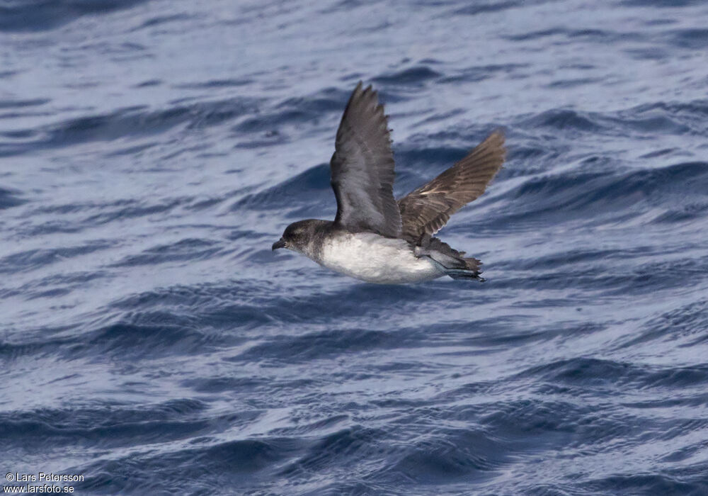 Common Diving Petrel