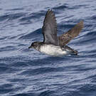 Puffinure plongeur
