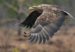 White-tailed Eagle