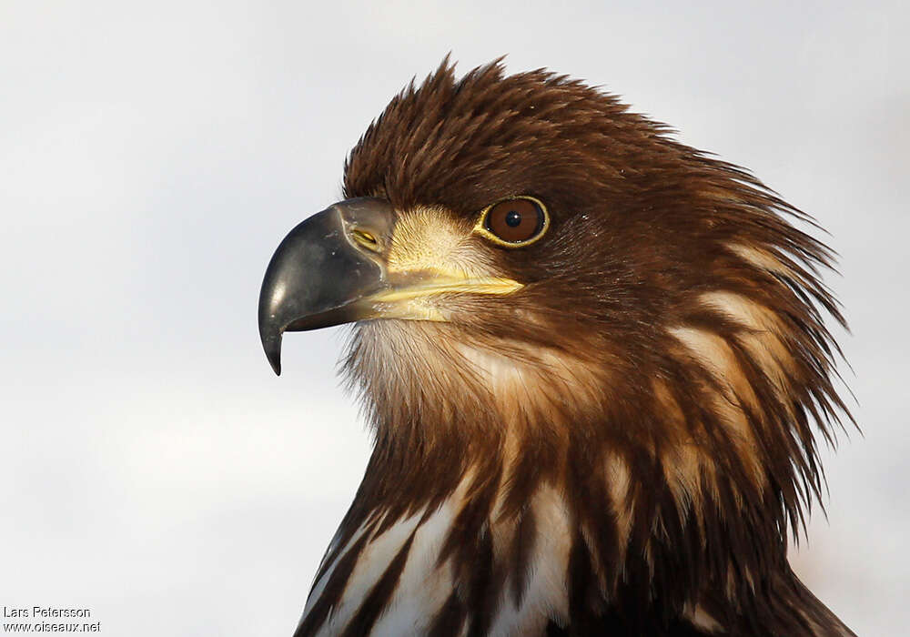 White-tailed Eaglejuvenile, close-up portrait