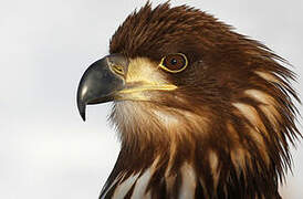 White-tailed Eagle