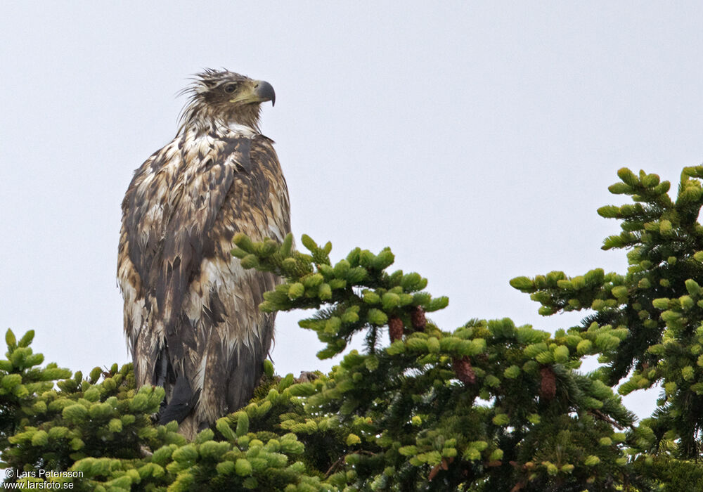 White-tailed Eagle