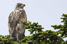 White-tailed Eagle