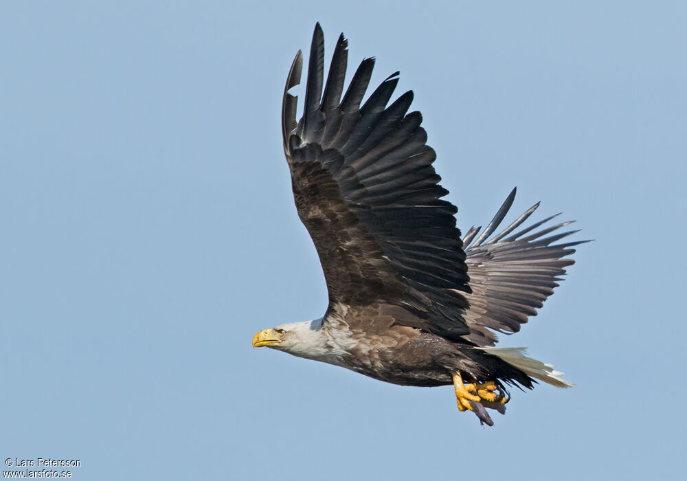 White-tailed Eagle