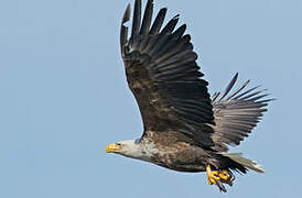 White-tailed Eagle