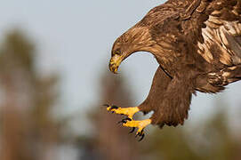 White-tailed Eagle