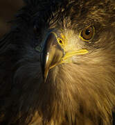 White-tailed Eagle