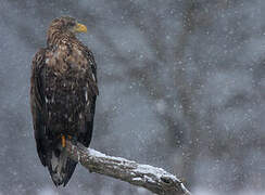 White-tailed Eagle