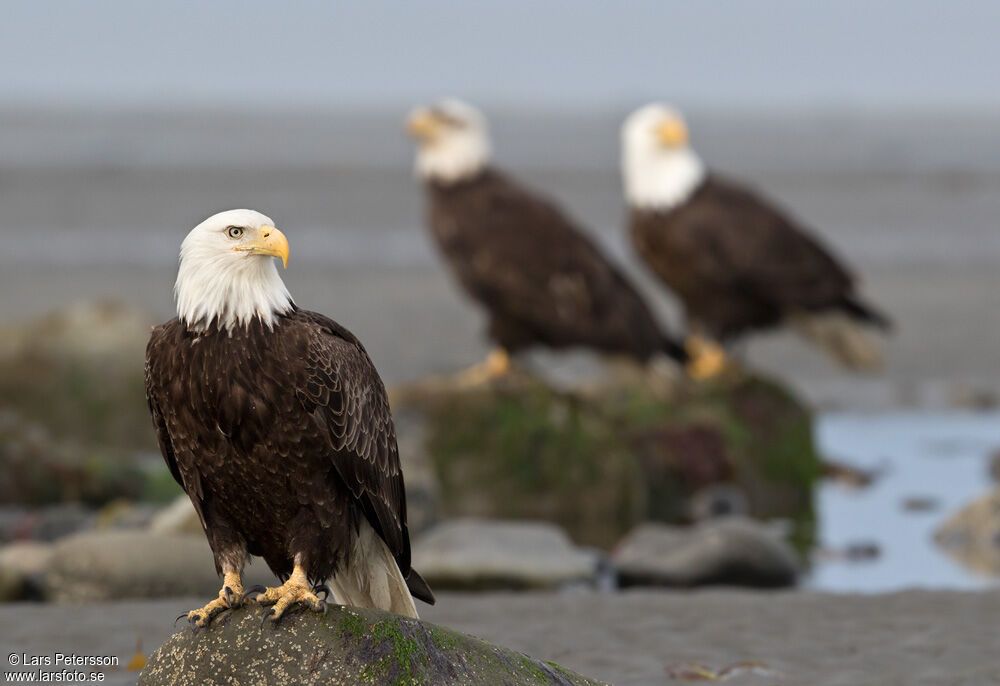 Bald Eagle