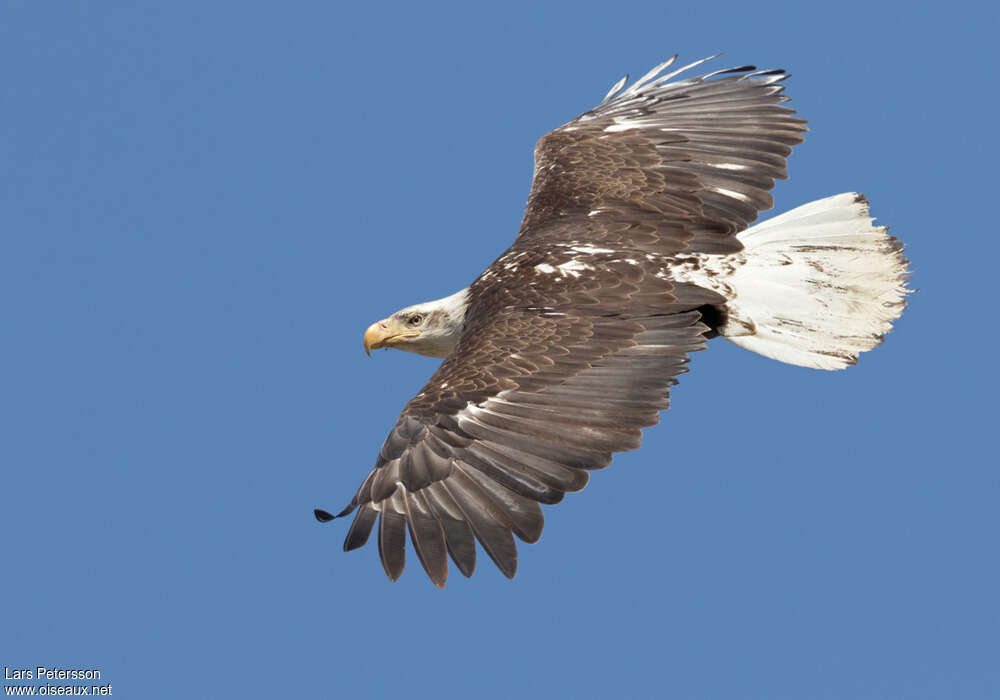 Bald Eaglesubadult, pigmentation, Flight