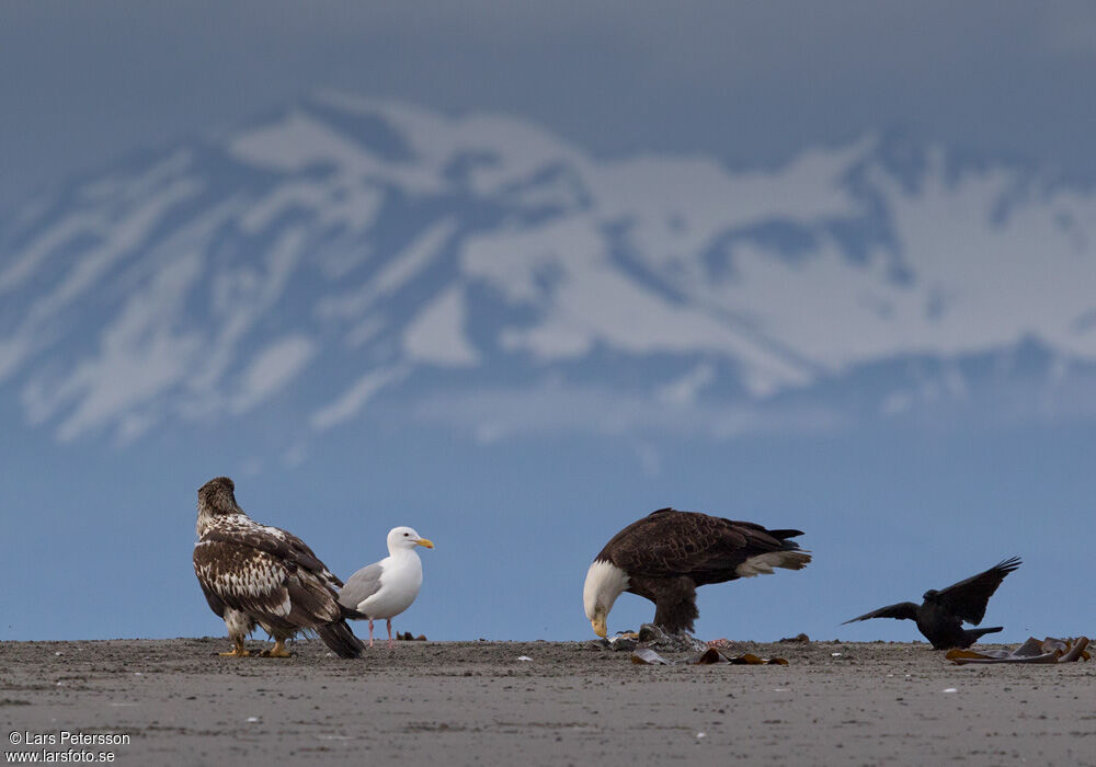 Bald Eagle