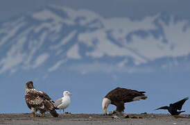 Bald Eagle