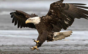 Bald Eagle