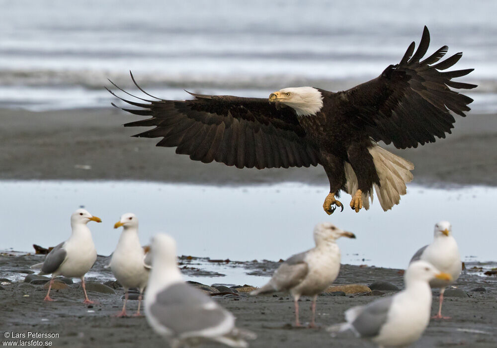 Bald Eagle