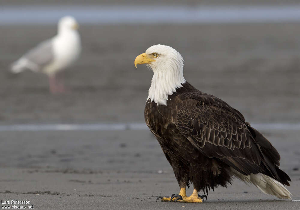 Bald Eagleadult breeding, identification