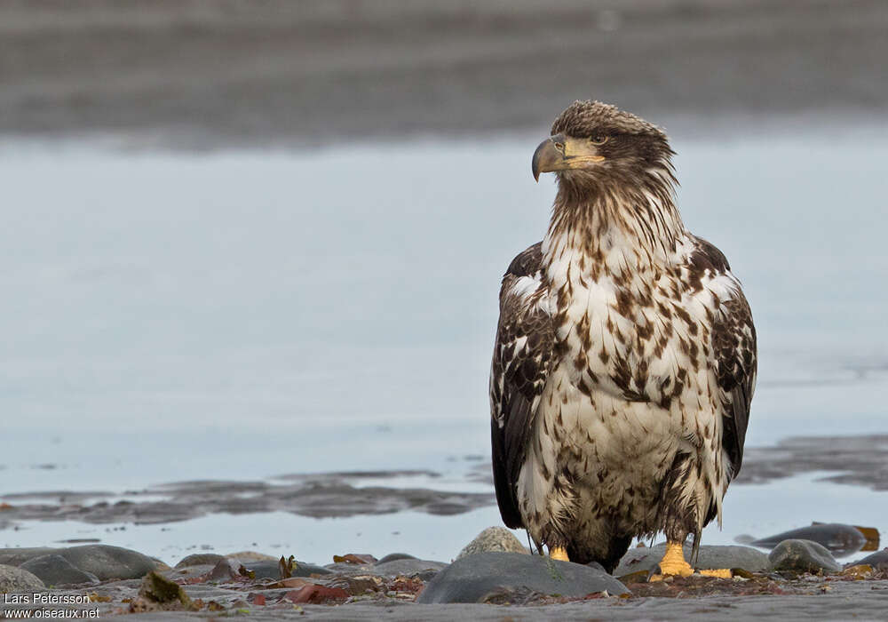 Bald Eagleimmature, close-up portrait