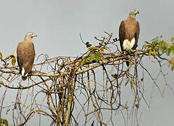 Grey-headed Fish Eagle