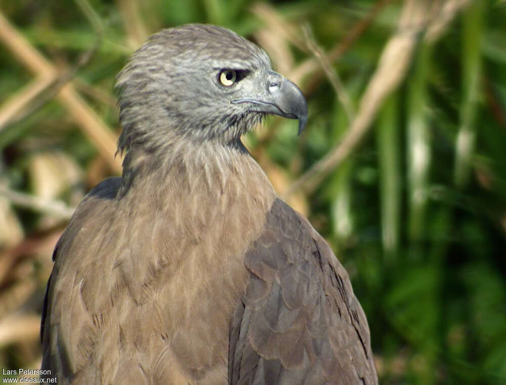 Pygargue à tête griseadulte, portrait