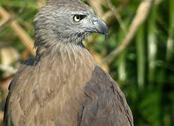 Grey-headed Fish Eagle