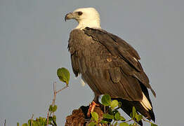 White-bellied Sea Eagle