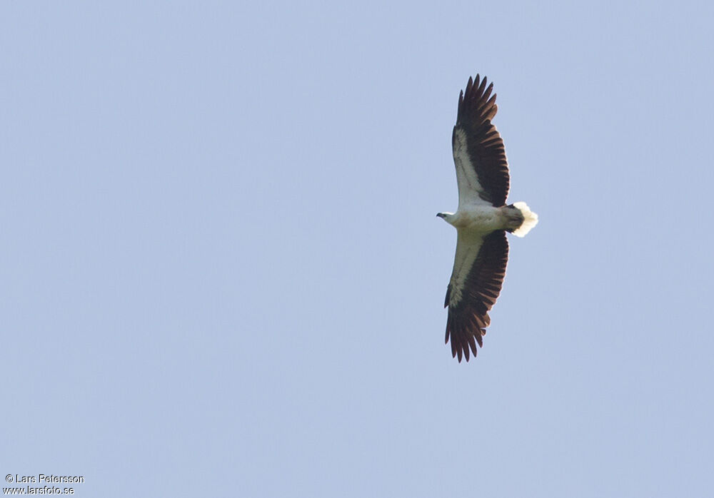 White-bellied Sea Eagle